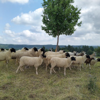 Mehrere Schafe und einige Ziegen in einer Herde.