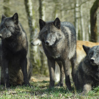 Drei schwarz-braune Wölfe.